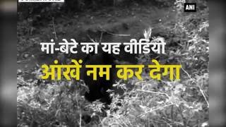 Watch This mother-son relationship video of elephant will make you cry - Catch News Hindi Video