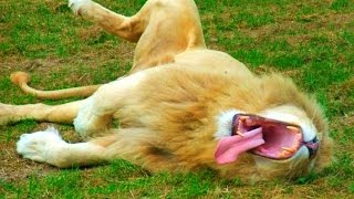 Watch Very Funny Lions Video