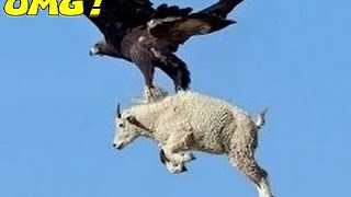 Watch Most Amazing Wild Animals Attacks Eagles Attack Dog ,Eagles VS Goat Eagles Video