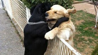 Watch ANIMALS SAVING OTHER ANIMALS Video