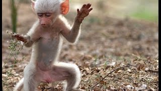 Watch Funny Monkey Dance Video : People Enjoyed Allot Video