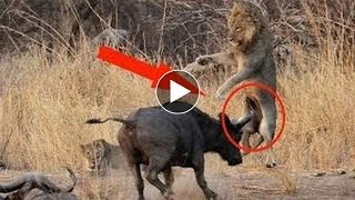 Watch Most Amazing Wild Animal Fights and Attacks Caught on camera 2016 Video