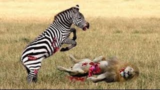 Watch When Animal Prey Fights Back - Victims Fight Back Lion,Cheetah,Crocodile,Wolf,Hyena Video