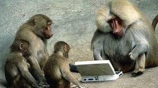Watch Funny monkey videos - this will make you crazy Video