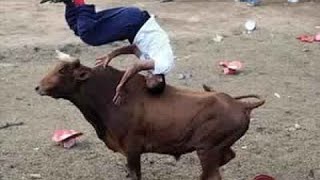 Watch Bull Fightings Very Funny Videos Video