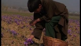 Watch 2014 à¤•à¥€ à¤¬à¤¾à¥ à¤¨à¥‡ à¤•à¤¿à¤¸à¤¾à¤¨à¥‹à¤‚ à¤•à¥€ à¤¬à¥à¤¾à¤ˆ à¤šà¤¿à¤‚à¤¤à¤¾, à¤•à¥‡à¤¸à¤° à¤•à¥€ à¤–à¥‡à¤¤à¥€ à¤¸à¥‡ à¤¨à¥à¤•à¤¸à¤¾à¤¨ Video