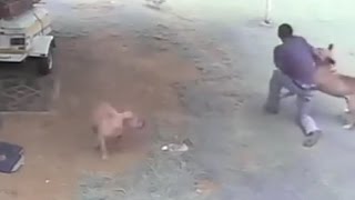 Watch Most Shocking Video - Dogs Attacking People Video