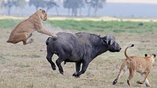 Watch Buffalo Defended  The Calf By Pride of Lions - Amazing Videos Video