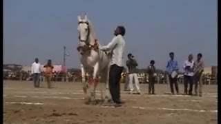 Watch An amazing horse house at Bateshwar, Agra, India wins over the heart of people. Video