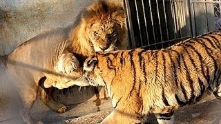 Watch Tiger vs Lion Real Fight caught on camera - Amazing fight Video