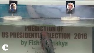 Watch Chanakya the Fish predicts Donald Trump as the next US President Video