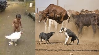 Watch Whatsapp funny videos 2016 Video