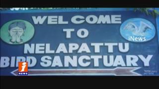 Watch No International Birds on Flamingo Festival in Nellore district | Nelapattu Birds Sanctuary | iNews Video