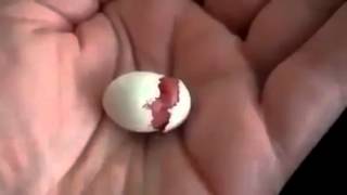 Watch Amazing - Baby Bird Egg Hatching  Amazing Video Video