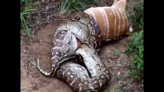 Watch Amazing Video of Python Eating A Nyala Video