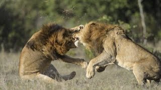 Watch Lion vs Lion Amazing Fighting Video