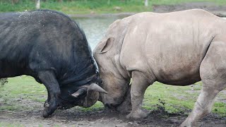 Watch Cape Buffalo Fights Back - Amazing Animals Attack Video