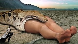 Watch Most Amazing Wild Animals Attacks Video