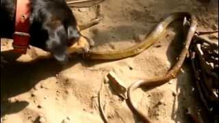 Watch Dog Vs Cobra Snake Attack - Dog Attacks Indian King Cobra Snake Video