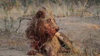 Watch Failed Lion Hunt - Amazing Videos Video