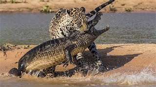 Watch Most Amazing Wild Animal Attacks - Shocking Video