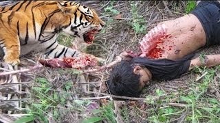 Watch 7 Tiger Attacks - Amazing Wild Animal Attacks Video
