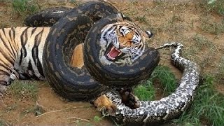 Watch Most Amazing Wild Animals Attacks Video