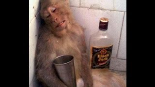 Watch Latest Most Funniest Monkey Circus Show Ever Seen Video