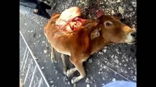 Watch Most Dangerous & Shocking Accident in India. Video