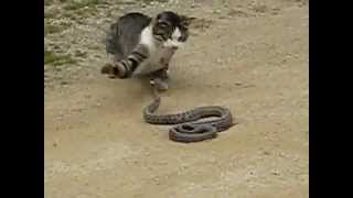 Watch Cat VS Snake Video Clip - Amazing video Video