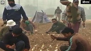 Watch Planting of tulip bulbs in full swing in Srinagar's Siraj Bagh Video