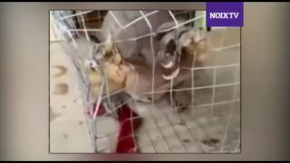 Watch Alien caught on Kerala and Karnataka Border Video