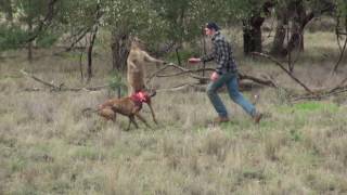 Watch Man punches a kangaroo in the face to rescue his dog (Original HD) Video