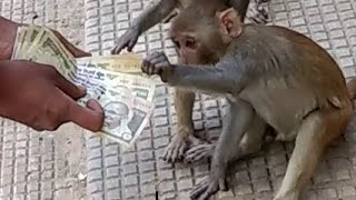Watch 500 and 1000 rupee notes whatsapp video funny video Video