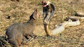 Watch Mongoose vs Cobra vs Snake Video