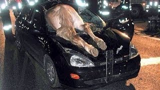 Watch Most shocking car crash compilation Video