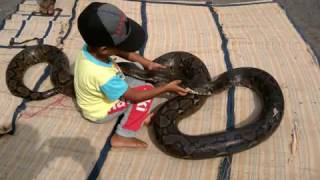 Watch Amazing Video Deadliest snake vs a 6 year old Video