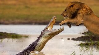 Watch Lion Vs Crocodile Best Real Fight Video