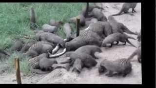 Watch HECTIC ATTACK ON A PYTHON BY MONGOOSE!! Video