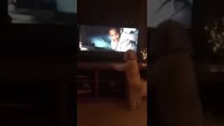 Watch When Dogs watch Animated Movies Video