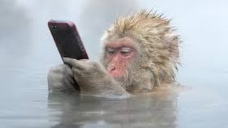 Watch Funny Monkeys Stealing Things Compilation Video
