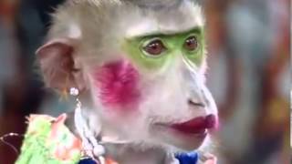 Watch Funny Video, Funny Make Up Monkey Video