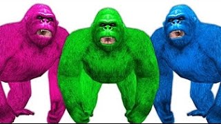 Watch Animal Rhymes For Kids - Gorilla All Motions For Childrens - TSP KIds Rhymes Video