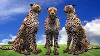 Watch Cheetha Finger Family Songs - Popular Rhymes Compilation November 2016 - TSP Kids Rhymes Video
