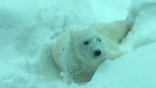 Watch Watch: Zoo animals engage in snow frolick Video