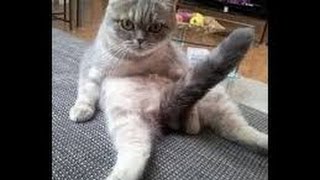 Watch Cute cats International show - Amazing kittens with owners Video