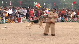Watch Funny Dogs - Police Dog Show - Dog Videos Compilation 2016 - Funny 2016/17 Video