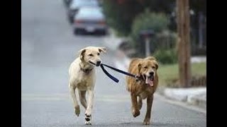 Watch Funny Dog show - Cute Dogs and owners - Funny animals Video