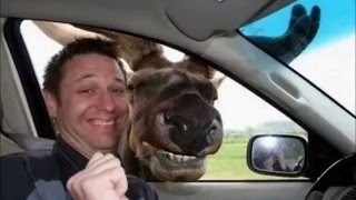 Watch Most Funny Video Ever in the world Video