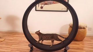Watch Top 10 pet Gadgets You Must Have In 2017 Video